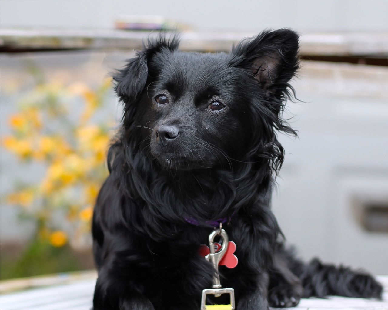 Sarah Jessica Barker, an adoptable Pomeranian, Schipperke in Palo Alto, CA, 94306 | Photo Image 3
