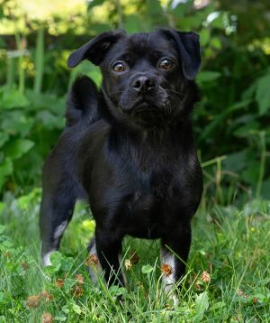 All of our dogs are spayedneutered shots current DHPP Bordetella and Rabies where applicable d