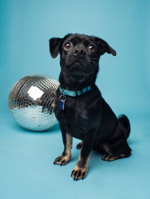 All of our dogs are spayedneutered shots current DHPP Bordetella and Rabies where applicable d