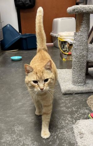 DONNER, Young Female Tabby