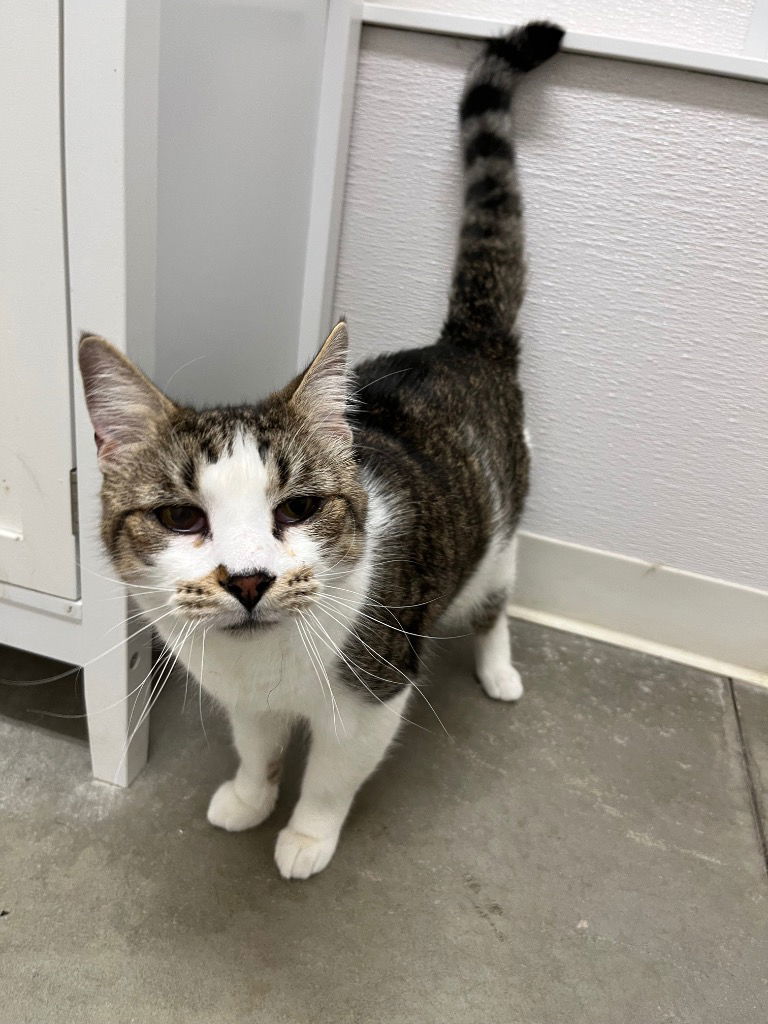 Spike, an adoptable Domestic Short Hair in Emmett, ID, 83617 | Photo Image 1