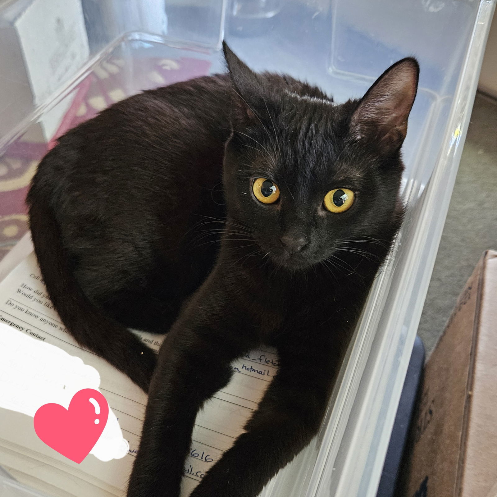 Virginia, an adoptable Balinese in Vallejo, CA, 94591 | Photo Image 1