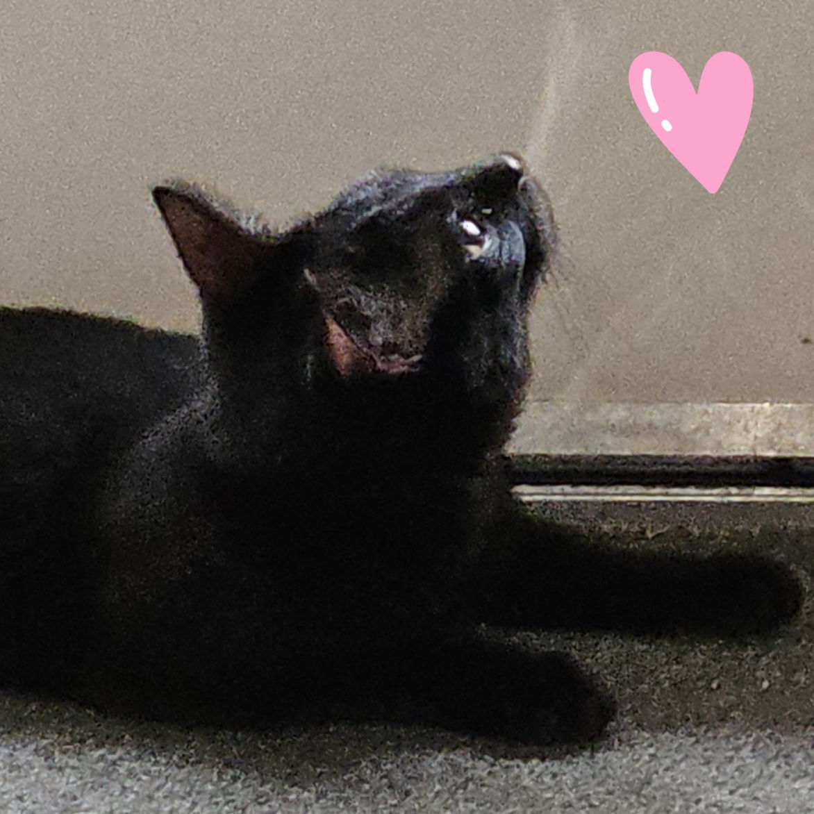 Virginia, an adoptable Balinese in Vallejo, CA, 94591 | Photo Image 3