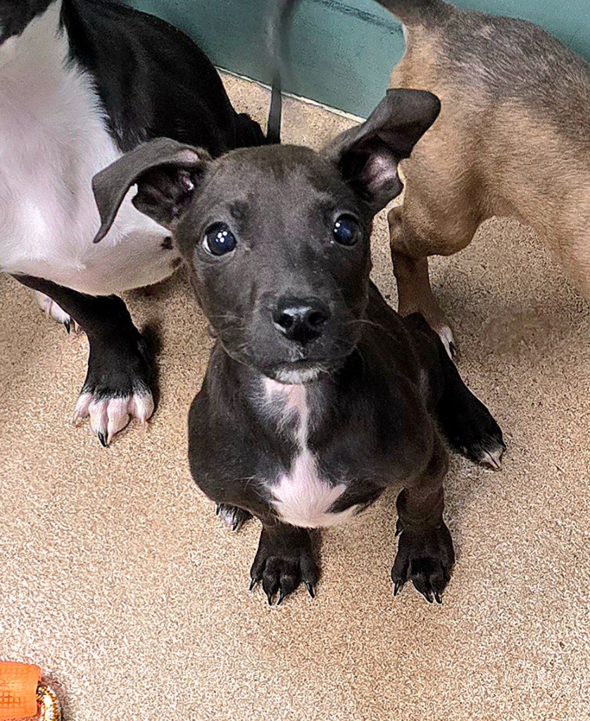 Weasley, an adoptable Terrier, Mixed Breed in Pratt, KS, 67124 | Photo Image 1