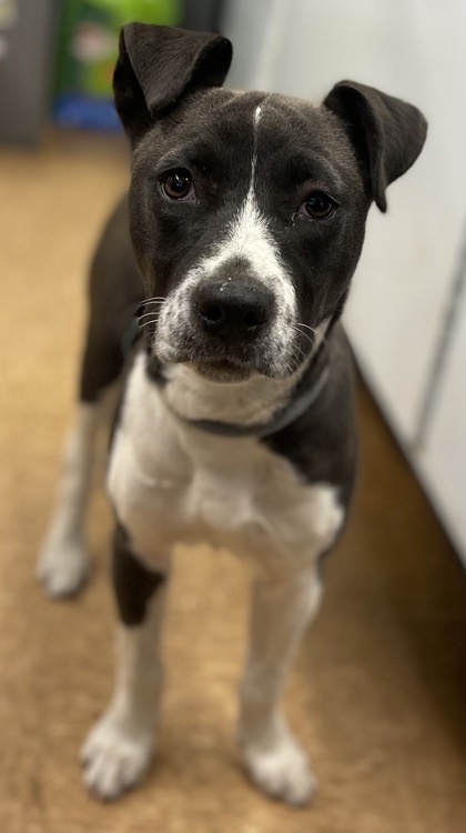 Zoey