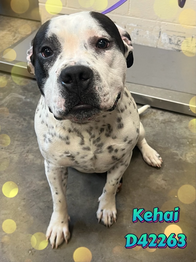 Kehai