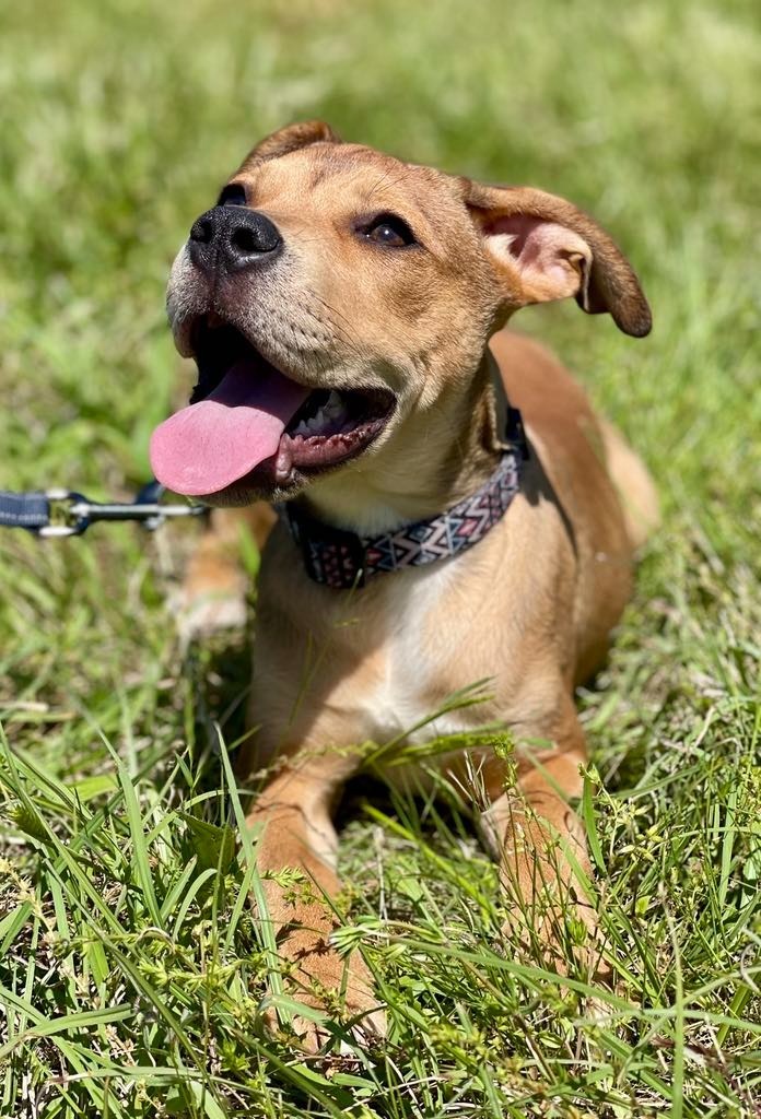 Nelli