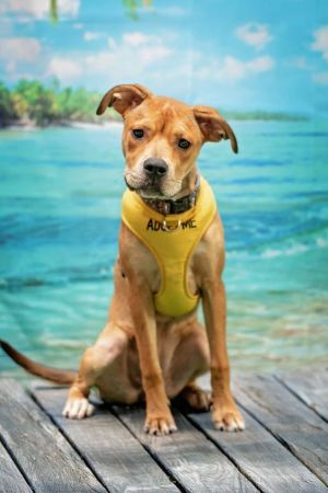 Nelli, Young Female Mixed Breed