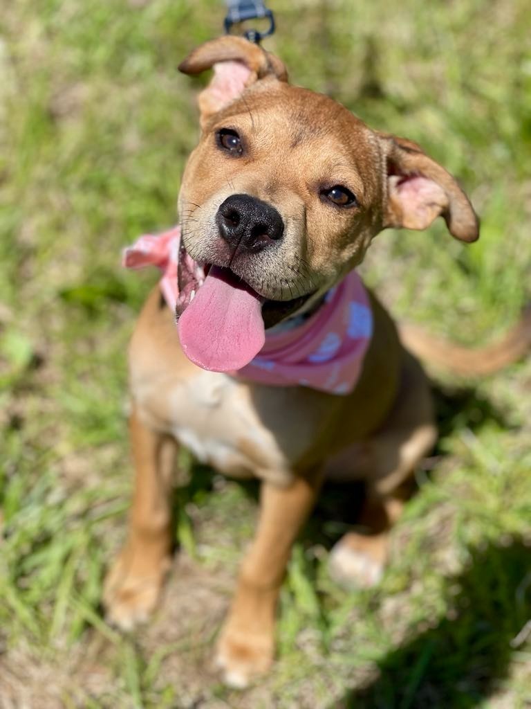 Nelli