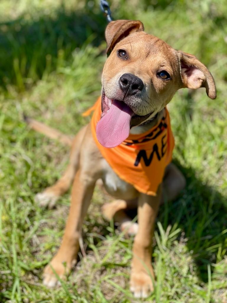 Nelli