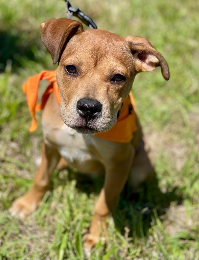 Nelli