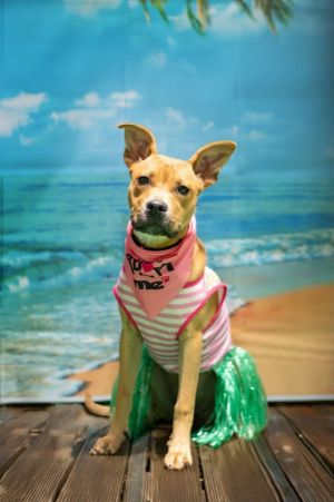 Piper, Young Female Mixed Breed