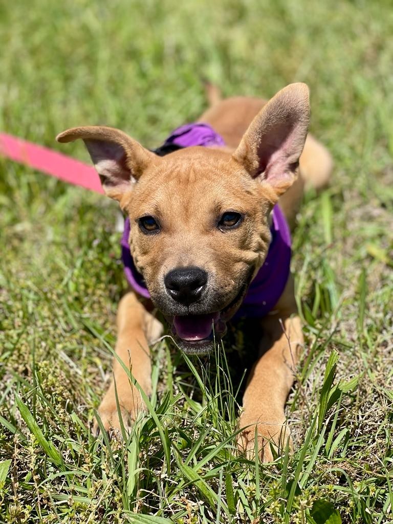 Piper