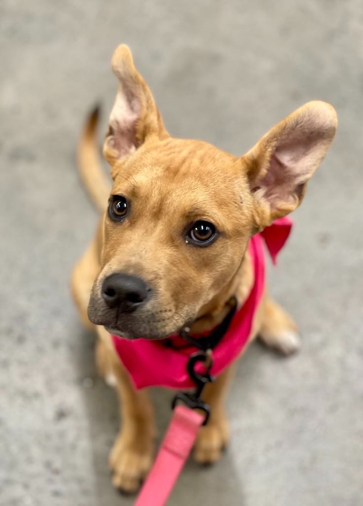 Piper