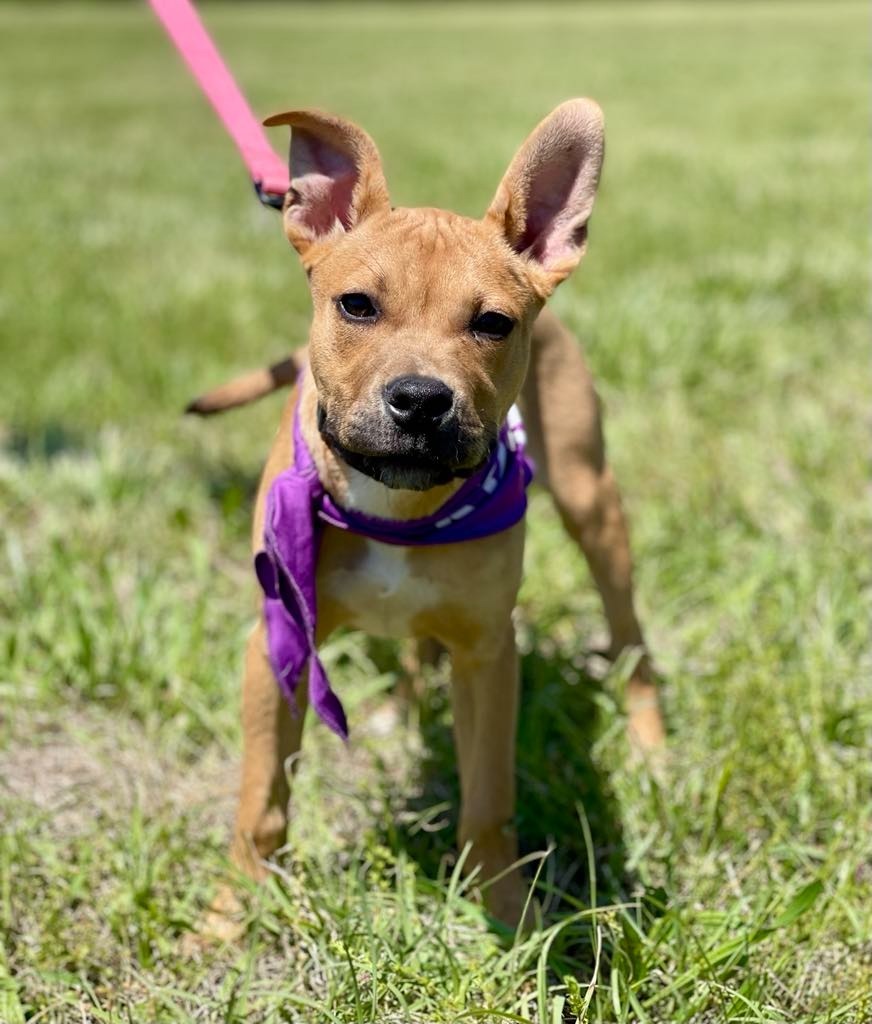Piper