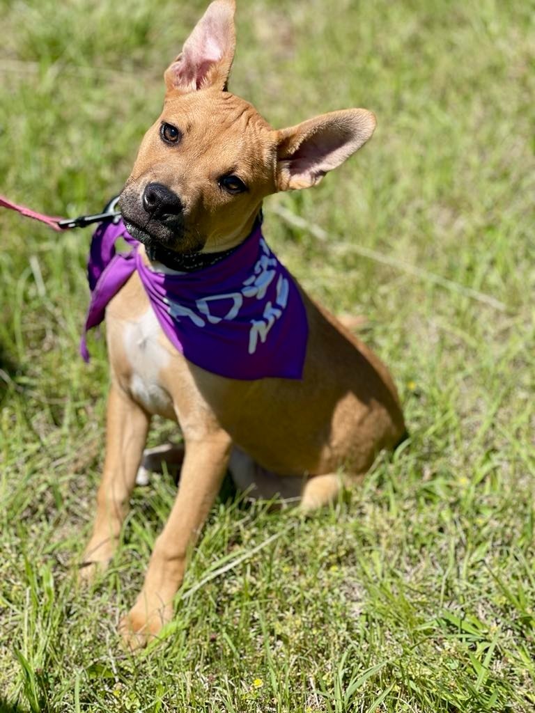 Piper