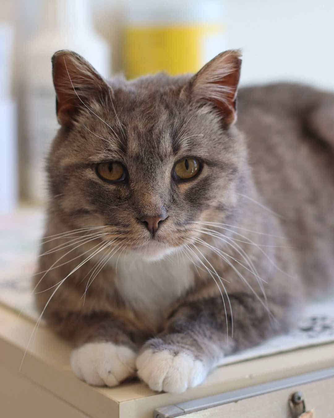 Meetz, an adoptable Domestic Short Hair in Steinbach, MB, R5G 2B2 | Photo Image 2