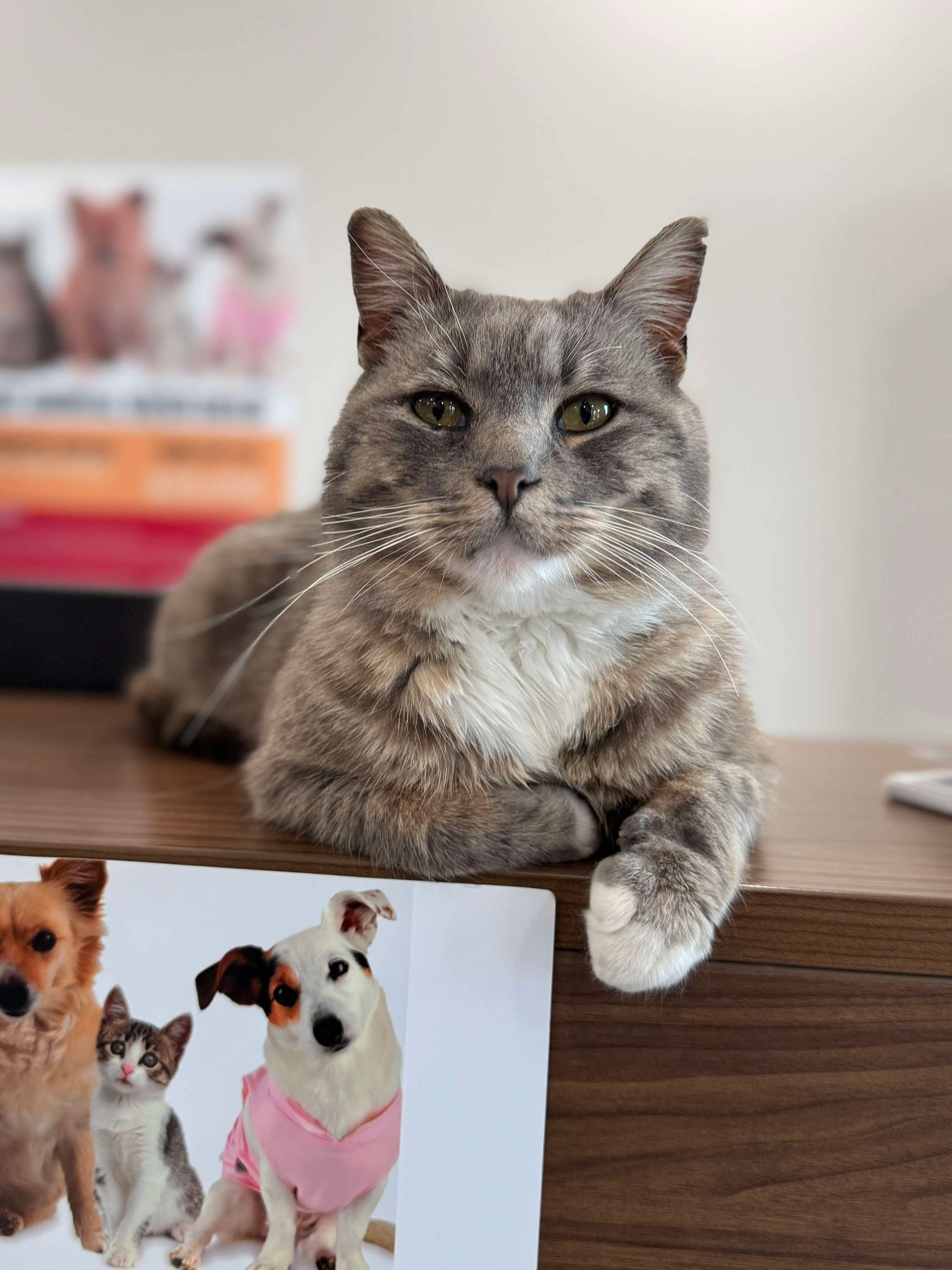 Meetz, an adoptable Domestic Short Hair in Steinbach, MB, R5G 2B2 | Photo Image 4