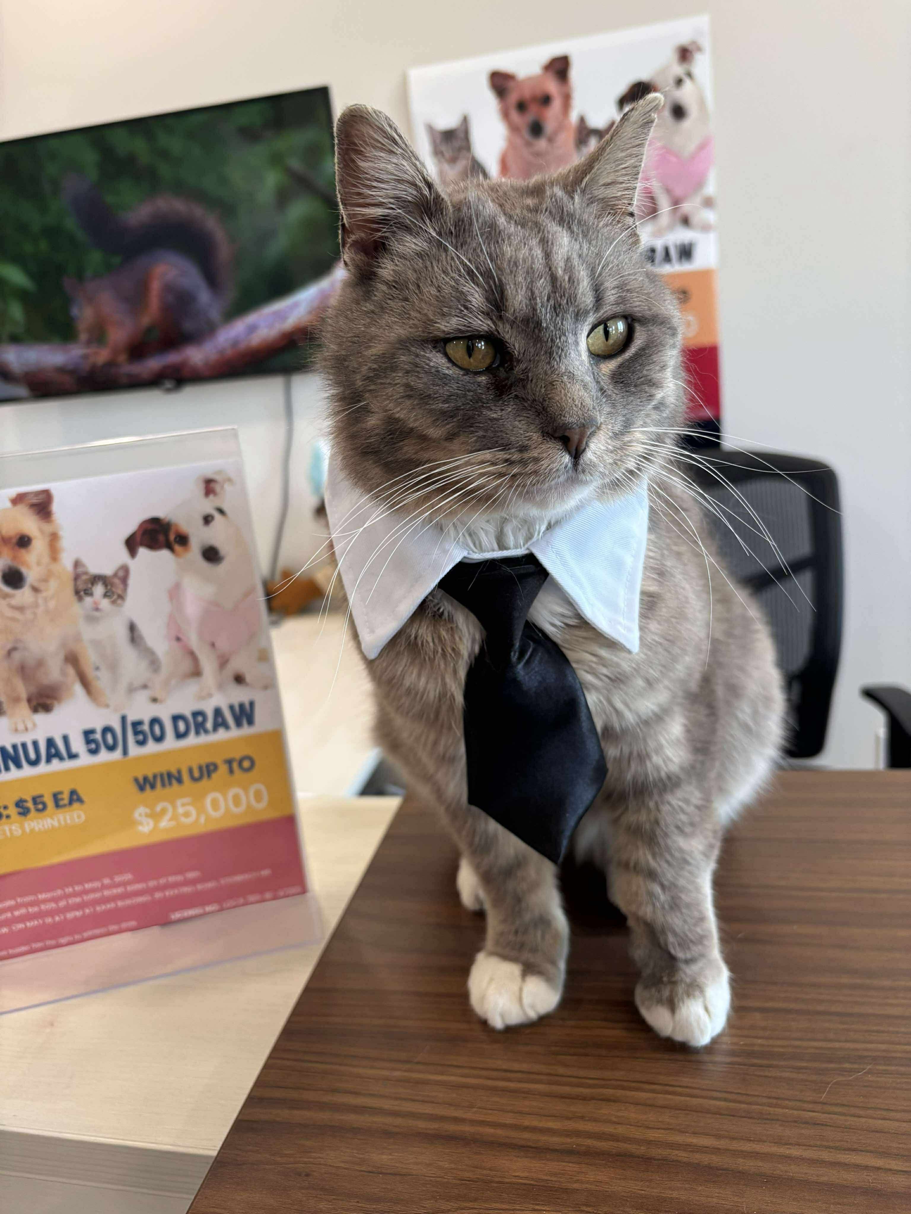 Meetz, an adoptable Domestic Short Hair in Steinbach, MB, R5G 2B2 | Photo Image 5