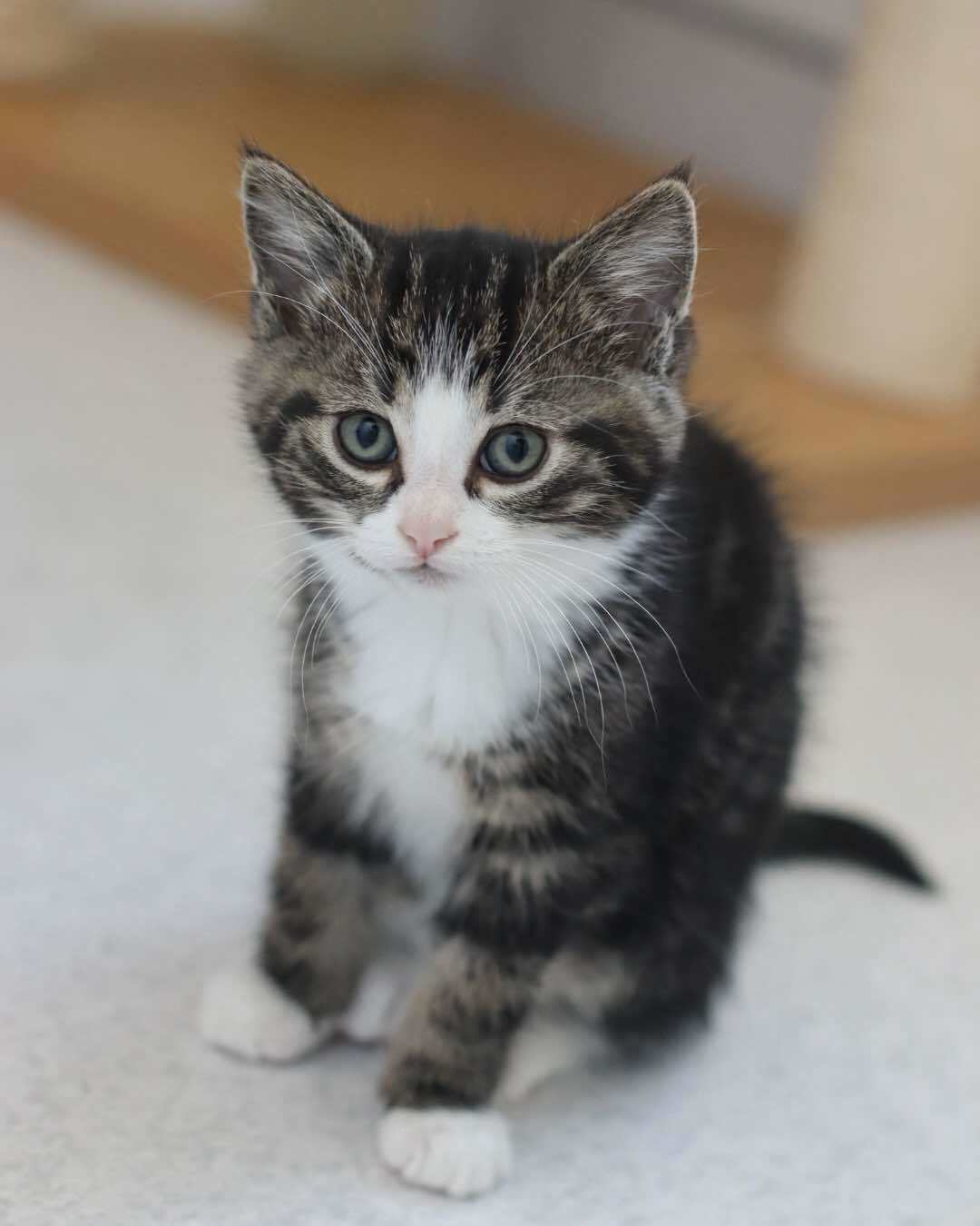 Jetsam, an adoptable Domestic Short Hair in Steinbach, MB, R5G 2B2 | Photo Image 1