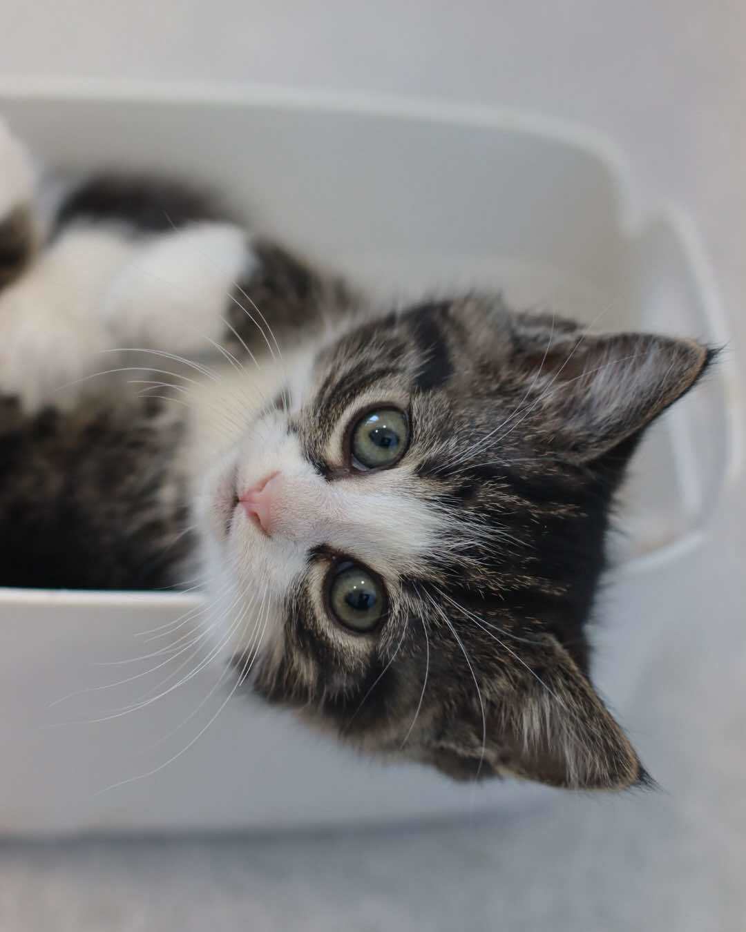 Jetsam, an adoptable Domestic Short Hair in Steinbach, MB, R5G 2B2 | Photo Image 2