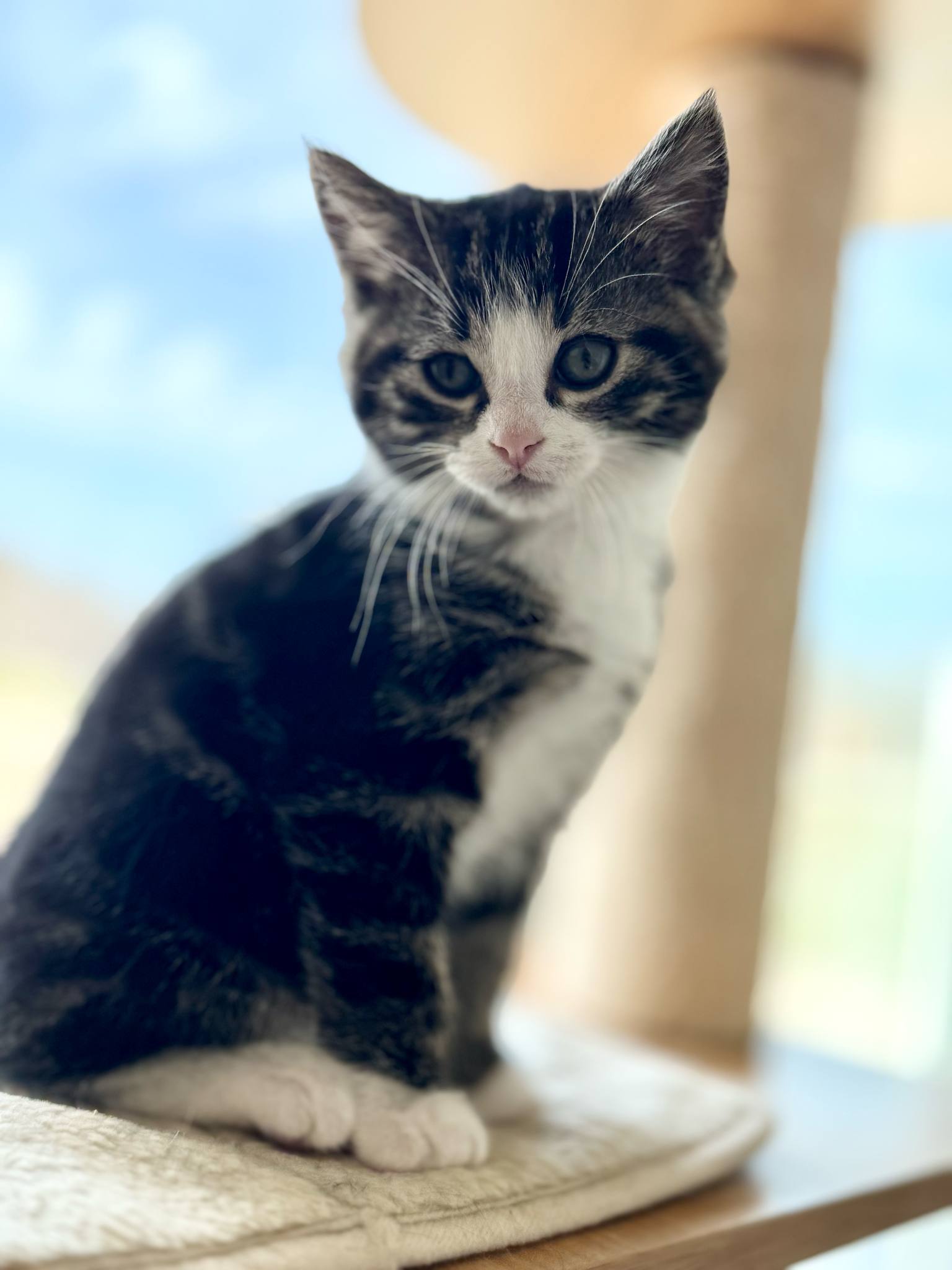 Jetsam, an adoptable Domestic Short Hair in Steinbach, MB, R5G 2B2 | Photo Image 3
