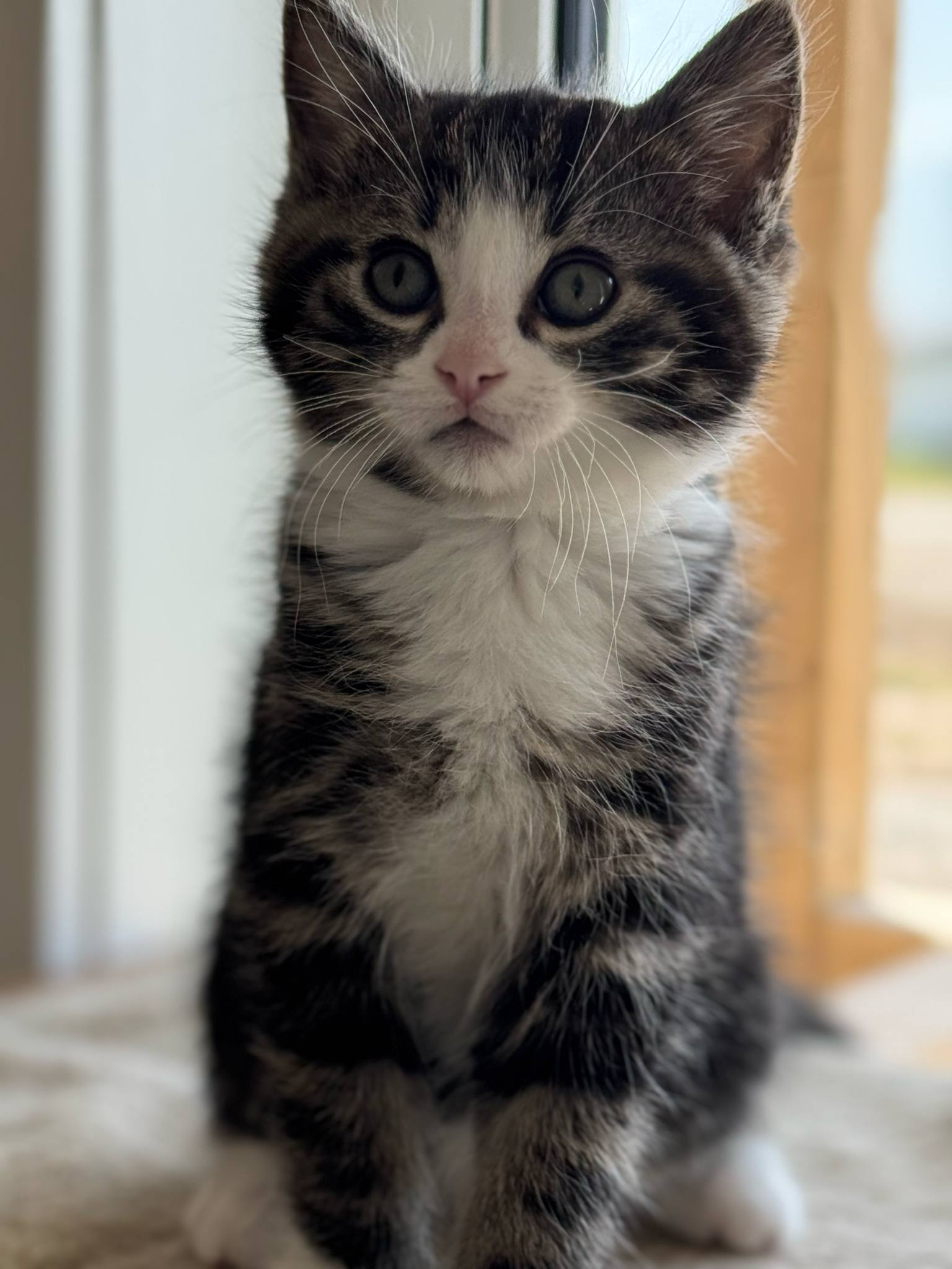Jetsam, an adoptable Domestic Short Hair in Steinbach, MB, R5G 2B2 | Photo Image 4