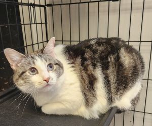 Cleo, Adult Female Domestic Medium Hair