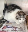 Cleo photo 2
