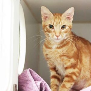 Fish - adopted! Domestic Short Hair Cat