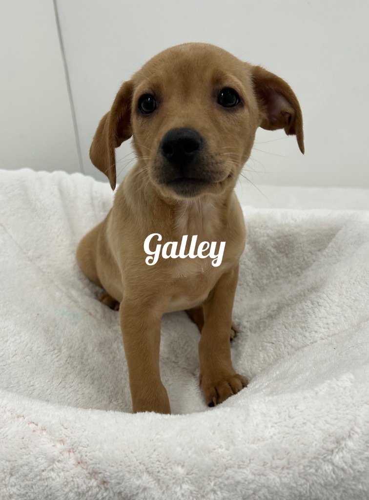 Gally, an adoptable Affenpinscher in Jacksonville, IL, 62650 | Photo Image 1