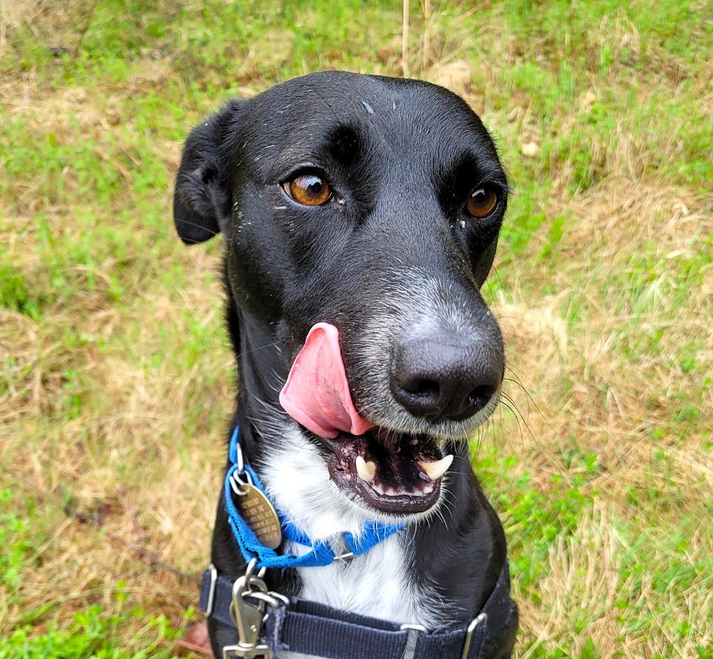 Pepper, an adoptable Saluki in Hopkinton, MA, 01748 | Photo Image 1
