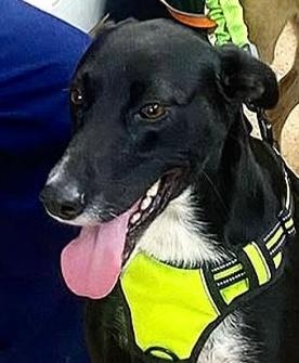 Pepper, an adoptable Saluki in Hopkinton, MA, 01748 | Photo Image 2