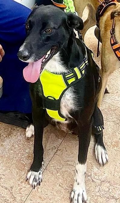 Pepper, an adoptable Saluki in Hopkinton, MA, 01748 | Photo Image 3