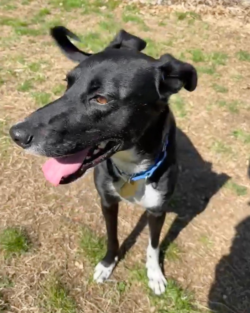 Pepper, an adoptable Saluki in Hopkinton, MA, 01748 | Photo Image 4