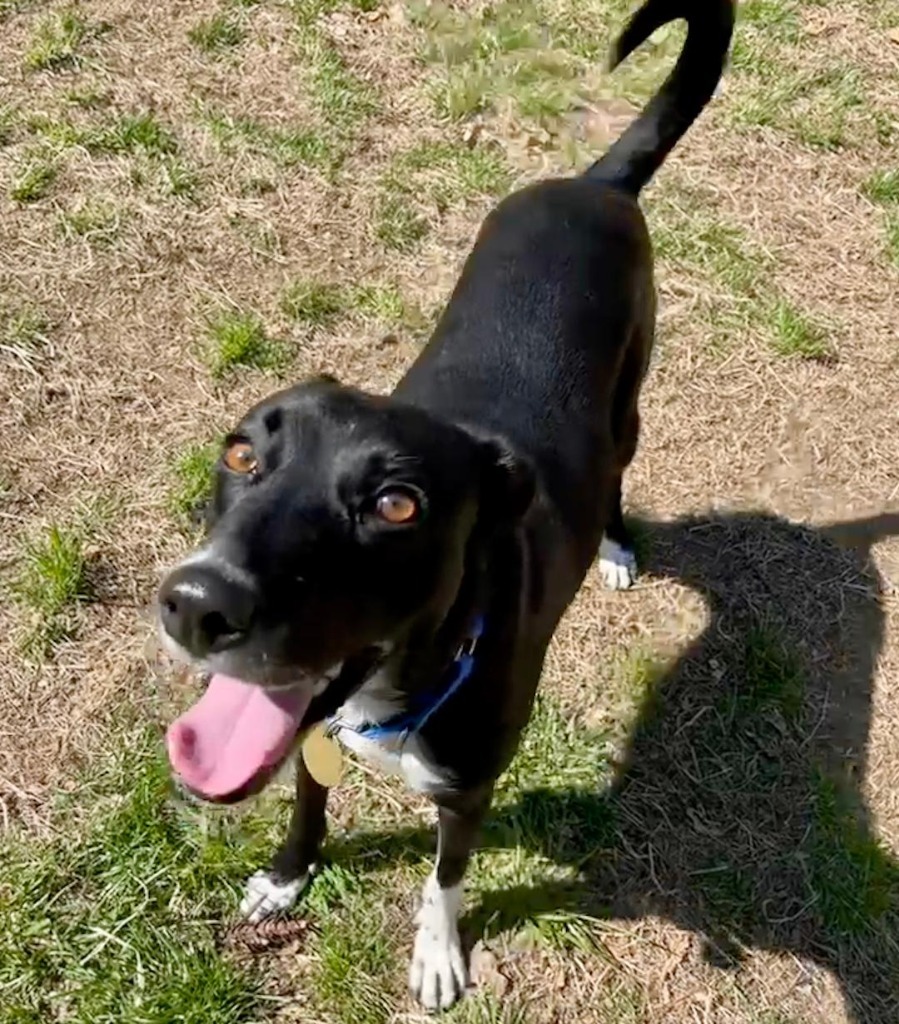 Pepper, an adoptable Saluki in Hopkinton, MA, 01748 | Photo Image 5