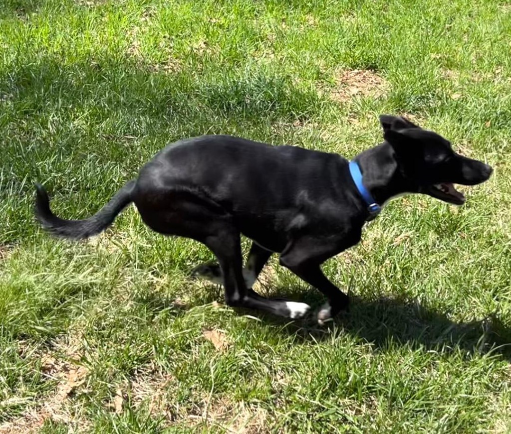 Pepper, an adoptable Saluki in Hopkinton, MA, 01748 | Photo Image 6