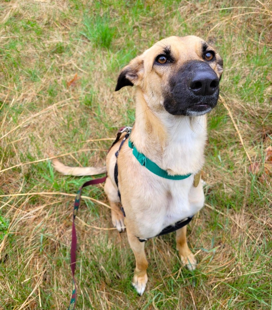 Isabella, an adoptable Saluki in Hopkinton, MA, 01748 | Photo Image 1