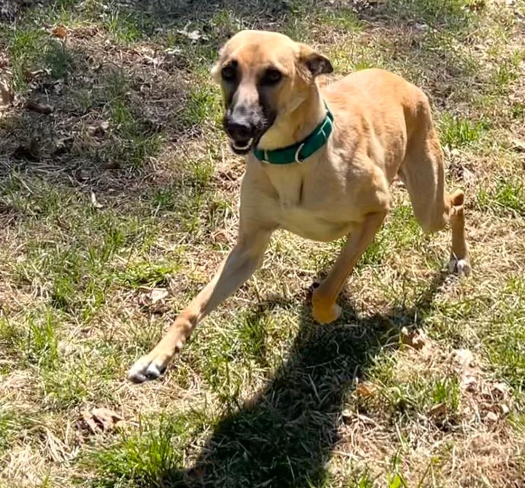 Isabella, an adoptable Saluki in Hopkinton, MA, 01748 | Photo Image 2