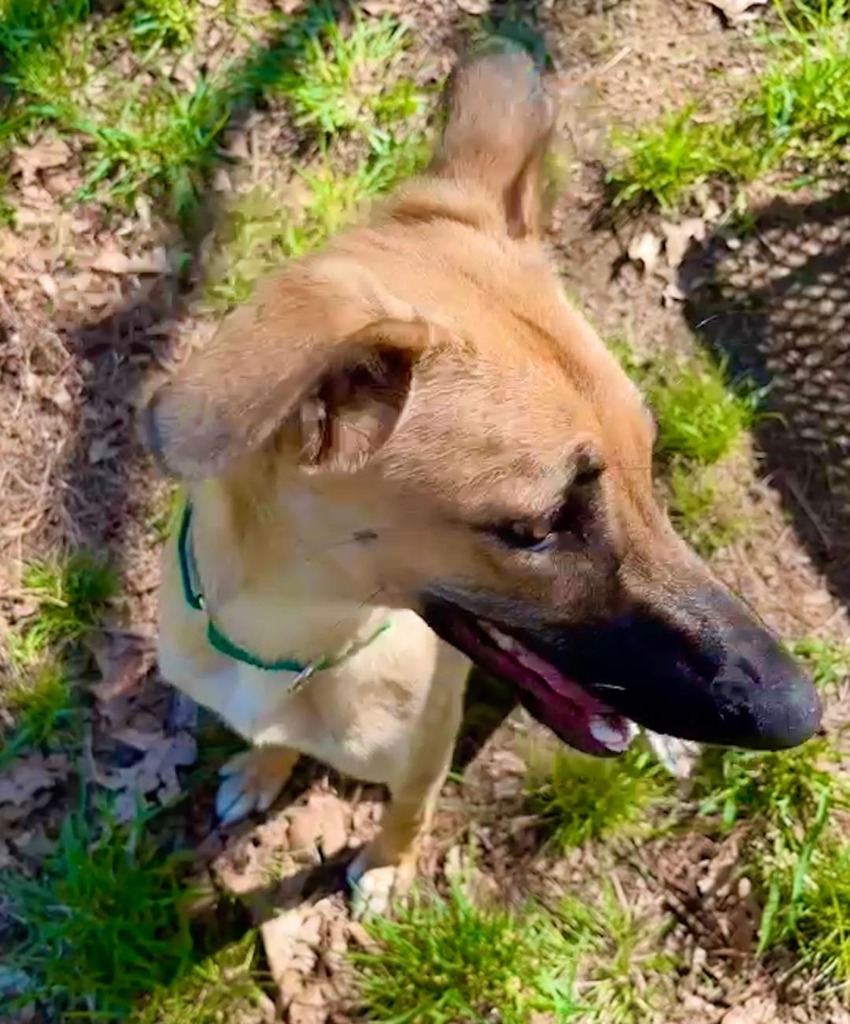 Isabella, an adoptable Saluki in Hopkinton, MA, 01748 | Photo Image 3