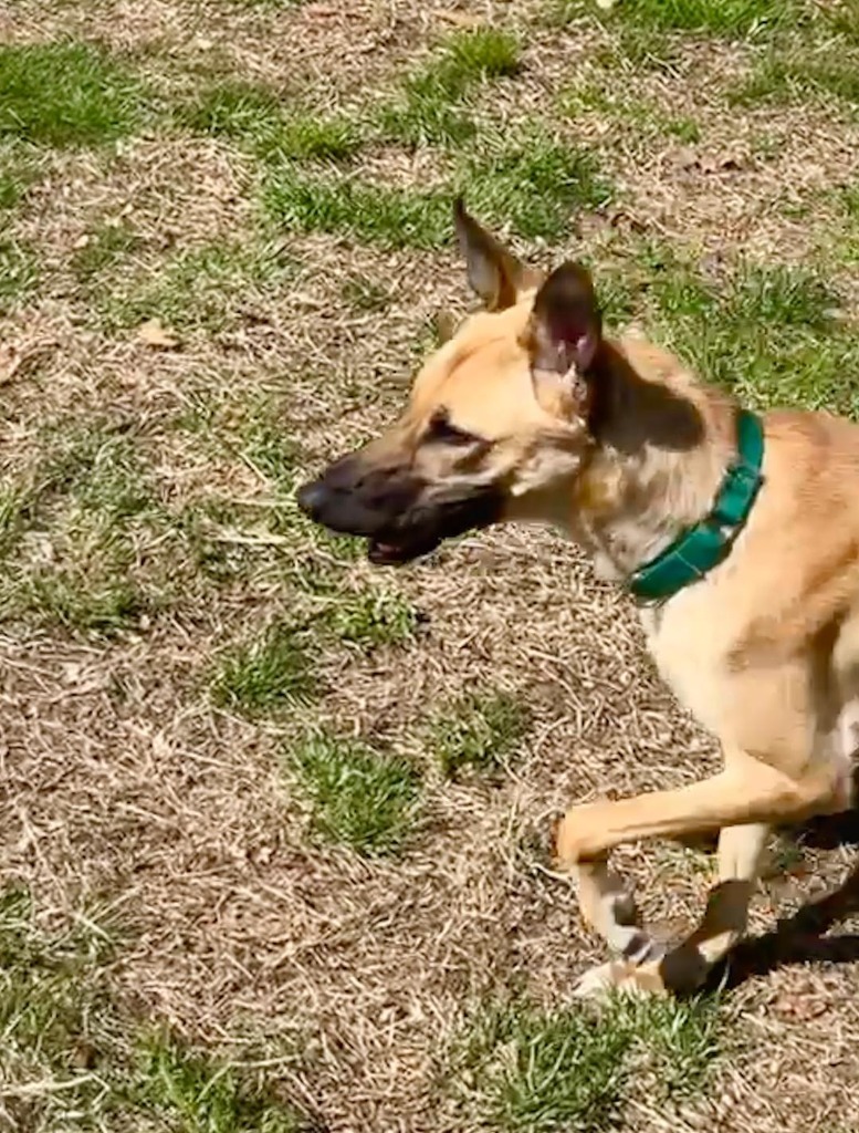 Isabella, an adoptable Saluki in Hopkinton, MA, 01748 | Photo Image 4