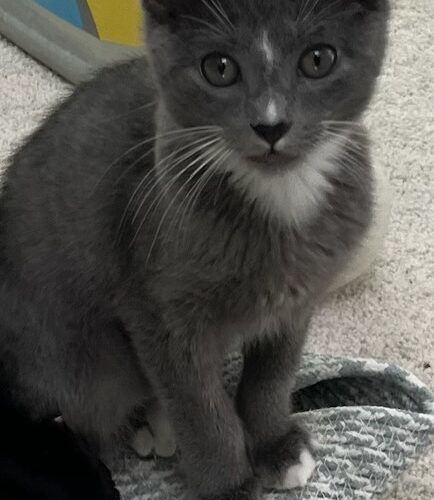 Milo