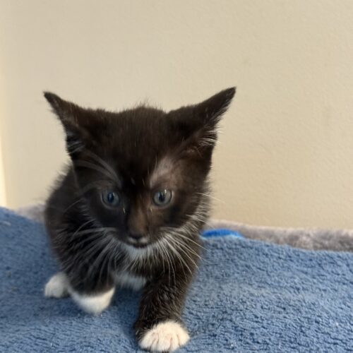 Milo