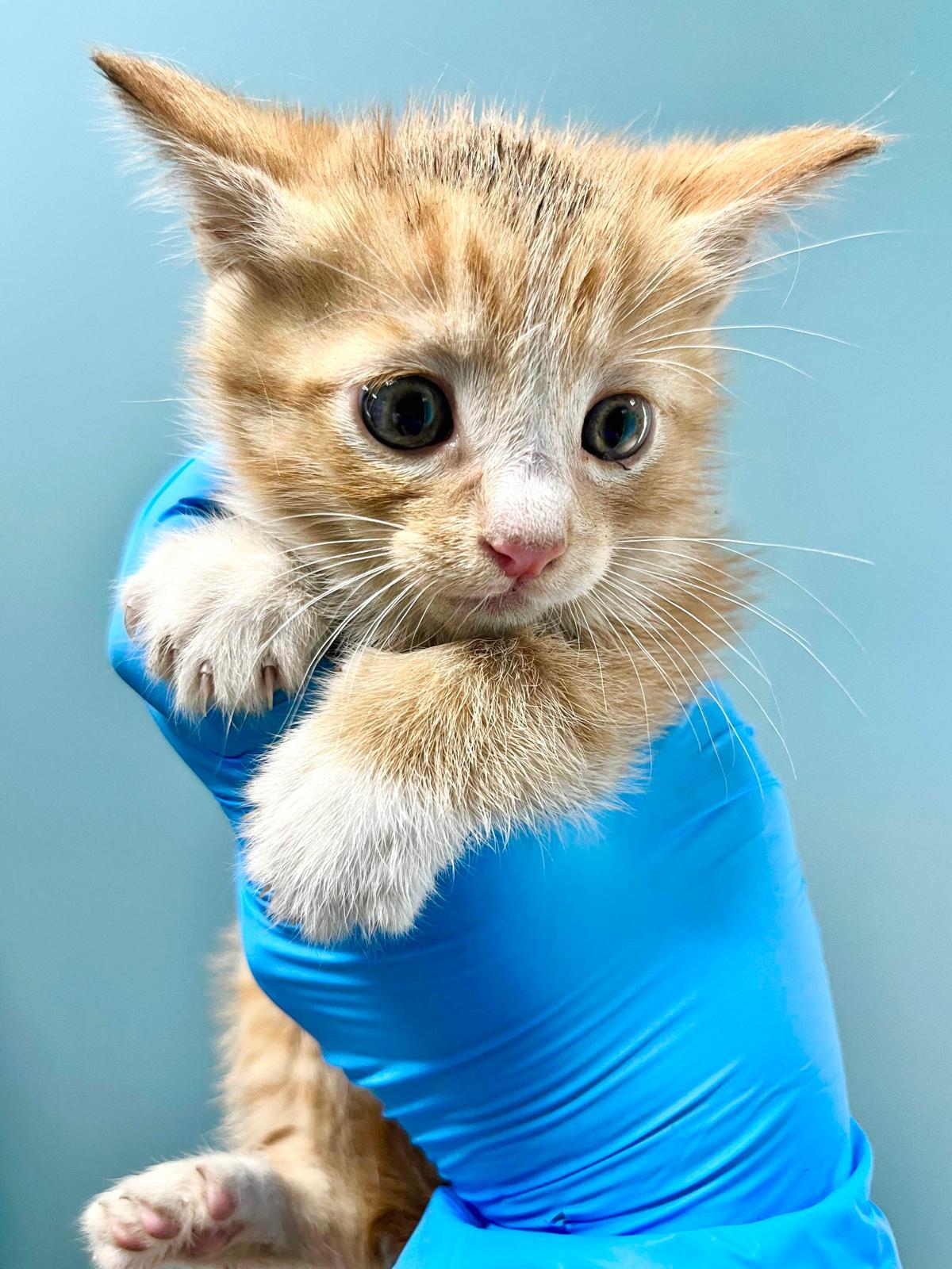 Marmalade