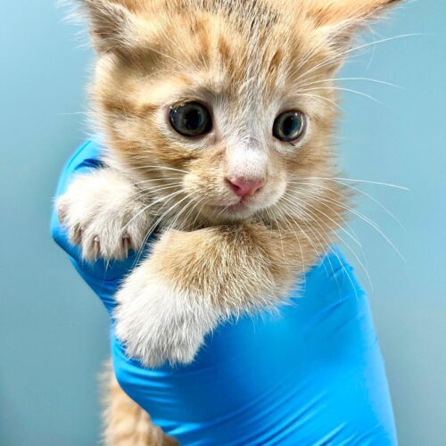 Marmalade