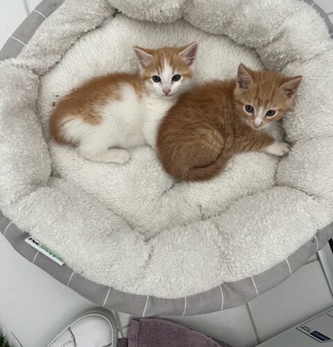 Marmalade