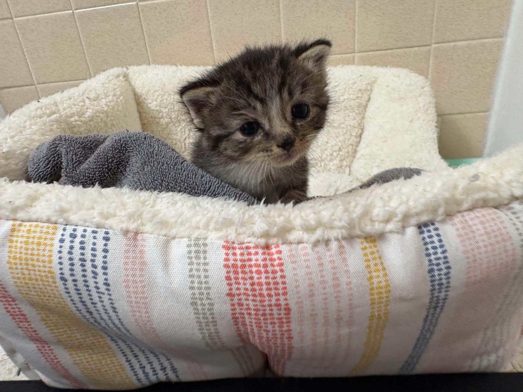 Biscuit