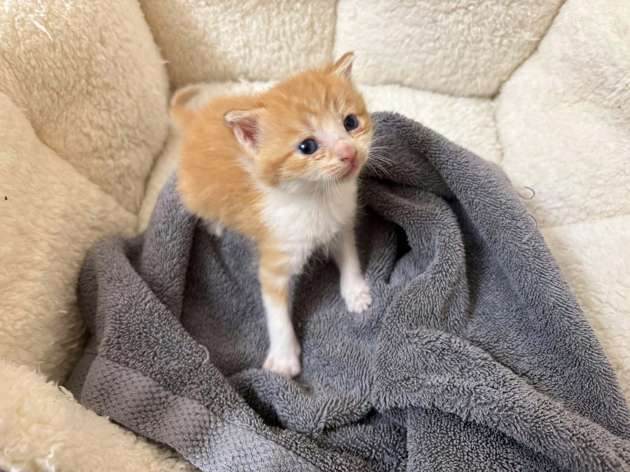 Cheddar