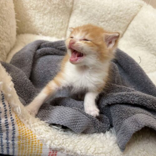 Cheddar