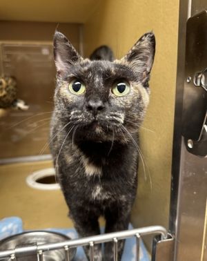 Sweet pea, Adult Female Domestic Medium Hair